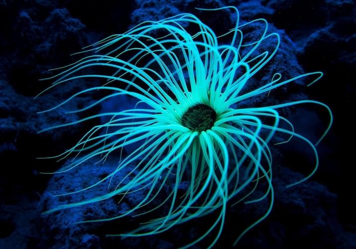 Annanemone